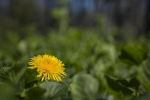 behang gele paardenbloem foto