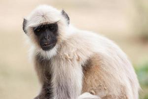 noordelijke vlaktes grijze langur in chittorgarh, rajasthan, india foto