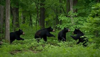 speels panda welp rennen door groen Woud met beer familie gegenereerd door ai foto