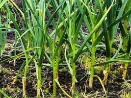 knoflook groeit Aan de tuin bed. agrarisch veld- met meerdere rijen van knoflook. foto