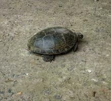 Europese vijver schildpad emys orbicularis. detailopname van een rivier- schildpad genieten in de zon. zomer, zonnig dag, detailopname foto