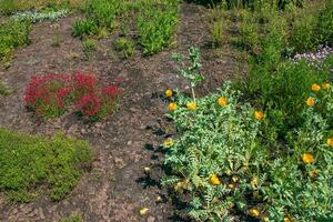 glaucium smaak, geel gehoornd papaver, papaveraceae. wild fabriek vermeld in de rood boek. foto