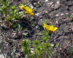 fazanten oog, of geel fazanten oog in Latijns Adonis vernalis ik. bloei in de voorjaar tuin foto