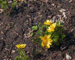 fazanten oog, of geel fazanten oog in Latijns Adonis vernalis ik. bloei in de voorjaar tuin foto