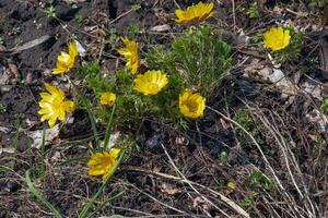 fazanten oog, of geel fazanten oog in Latijns Adonis vernalis ik. bloei in de voorjaar tuin foto