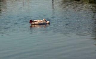 hoer zwaan, Cygnus cygnus. eenzaam vogel Aan de water. een wild zwaan zwemt Aan de oppervlakte van de rivier. foto
