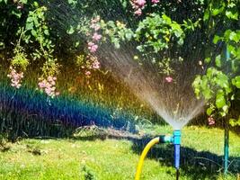 irrigatie systeem met water over- tuin gras en roos struiken vormen een regenboog in water druppels foto