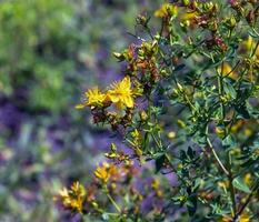 detailopname van een bloeiend geneeskrachtig kruid st. John's wort. Latijns naam hypericum perforatum ik. foto