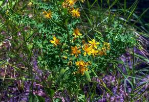 detailopname van een bloeiend geneeskrachtig kruid st. John's wort. Latijns naam hypericum perforatum ik. foto