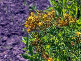 detailopname van een bloeiend geneeskrachtig kruid st. John's wort. Latijns naam hypericum perforatum ik. foto