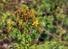 detailopname van een bloeiend geneeskrachtig kruid st. John's wort. Latijns naam hypericum perforatum ik. foto