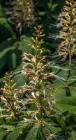 bloemen van aralia continentaal, of nardus, is een geslacht van de familie araliaceae foto