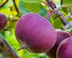 rood appels groeit Aan bomen voor oogst in een landelijk tuin buitenshuis. detailopname van rijp, voedzaam en biologisch fruit gegroeid in seizoen Aan een boerderij. foto