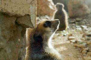 een dichtbij omhoog beeld van een meerkat nemen in de ochtend- zon foto