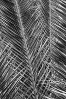 origineel interessant abstract achtergrond met groen palm blad in detailopname foto
