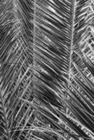 origineel interessant abstract achtergrond met groen palm blad in detailopname foto