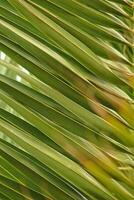 origineel interessant abstract achtergrond met groen palm blad in detailopname foto