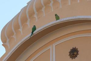 roseringed parkiet in khandela, rajasthan, india foto