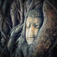 boeddha hoofd in ayutthaya foto
