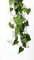 hangende Liaan fabriek sappig bladeren van hoera, kwijting ovata bocht, binnen- kamerplant geïsoleerd Aan wit achtergrond, genereren ai foto