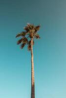 palm tropisch achtergrond. illustratie ai generatief foto
