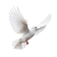 wit duif vliegend geïsoleerd. illustratie ai generatief foto