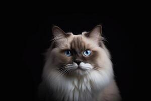 portret van een mooi lappenpop kat met blauw ogen Aan een zwart achtergrond. generatief ai foto