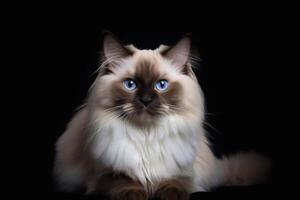 portret van een mooi lappenpop kat met blauw ogen Aan een zwart achtergrond. generatief ai foto