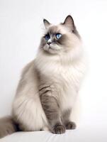 lappenpop kat met blauw ogen Aan een wit achtergrond. generatief ai foto
