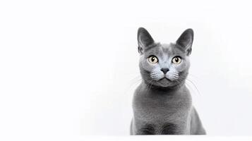 mooi grijs kat zittend Aan een wit achtergrond. kopiëren ruimte. generatief ai foto