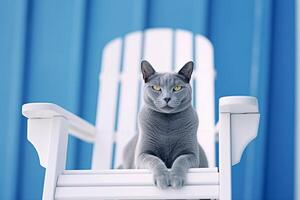 portret van een blauw kat zittend Aan een stoel. blauw achtergrond. generatief ai foto