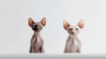 drie sphynx katten zittend Aan een wit tafel in voorkant van een blauw muur. generatief ai foto