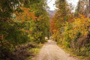 pad in de herfstbossen foto