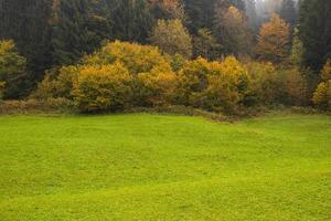 groen gras en gele bomen foto