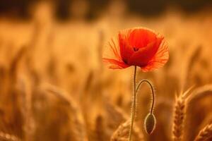 mooi tarwe veld- in zonsondergang en een papaver, ai generatief foto