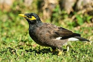 Indisch myna vogel in gras, mahe Seychellen foto