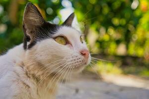 wit volwassen kat geeuwen met breed Open mond Aan beton baseren Bij huis 1 foto