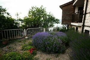 lavendel bloemen in de tuin met houten huis in de achtergrond. foto