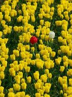 egmond in de Nederland foto