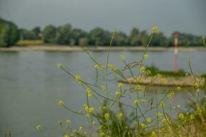 rees Bij de Rijn rivier- foto