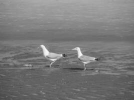 de strand van de haan in belgie foto