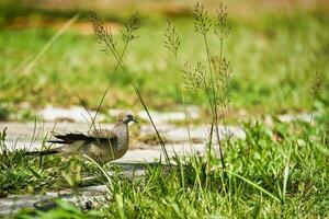 schildpad duif vogel tussen lang grassen Aan de tuin op zoek voor voedsel, mahe Seychellen foto