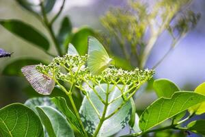 vlinder zittend Aan bloem of groen blad foto