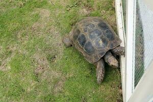een schildpad met geïsoleerd groen gras achtergrond foto