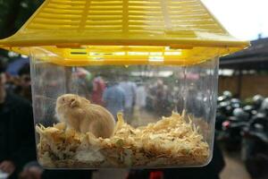 hamsters in een kooi dichtbij omhoog foto