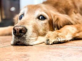 een enkele oudere golden retriever foto