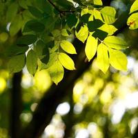 groene boombladeren in de lente foto