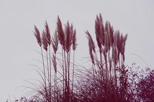 witte bloem planten silhouet foto