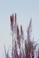 witte bloem planten silhouet foto