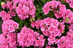 roze tuinbloemen foto